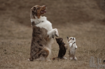 Tanec se psem-Dog dance