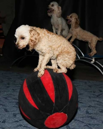 Drezúra pudlů a focení